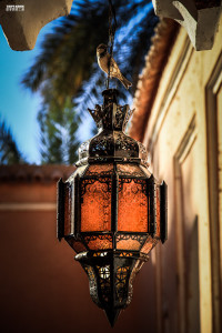 Bird on Lamp in Morocco Africa Oued Draa Palm Desert Oasis Sahara Maroc