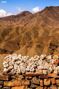 Fossil Desert Stone Atlas Mountain Sahara Altitude in Morocco Africa Maroc