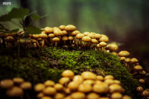 Pilze im Moos des Teutoburger Wald Bielefeld Deutschland