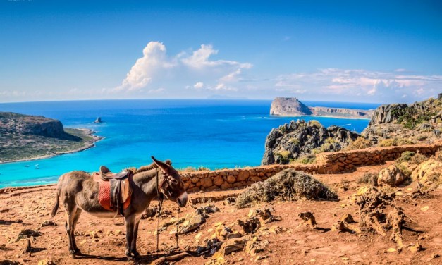 Balos Donkey at Lagune Crete Island Greece