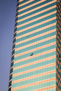 Hongkong Sky Bird Hawk Animals