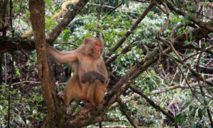 Yunnan Monkey on Tree