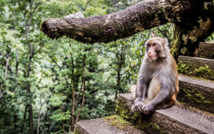Monkey King at Shi Bao Shan National Park in Yunnan Province China
